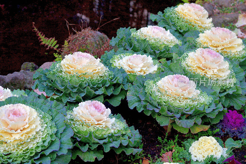 甘蓝(Brassica Oleracea) /观赏白菜/观赏甘蓝